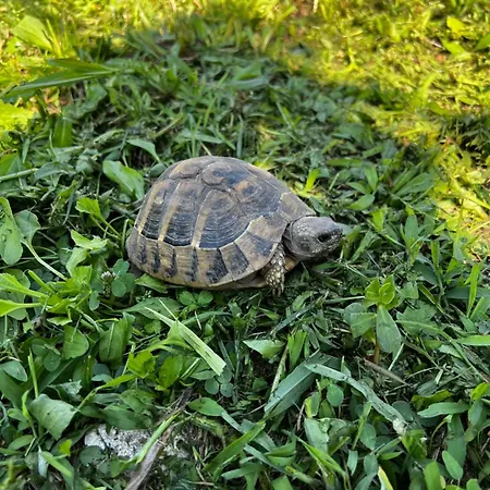 Villa Chateau Sukaj *