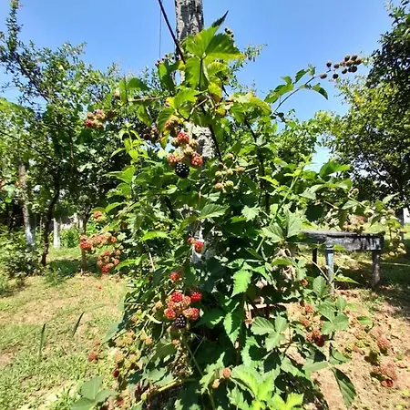 Chateau Sukaj ヴィラ Ljaknasi